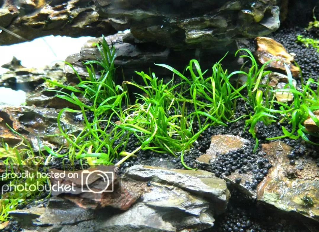 草缸造景教程:胶水造景太温柔,男人就该上电钻