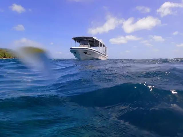 帕劳金色水母,帕劳水母旅行