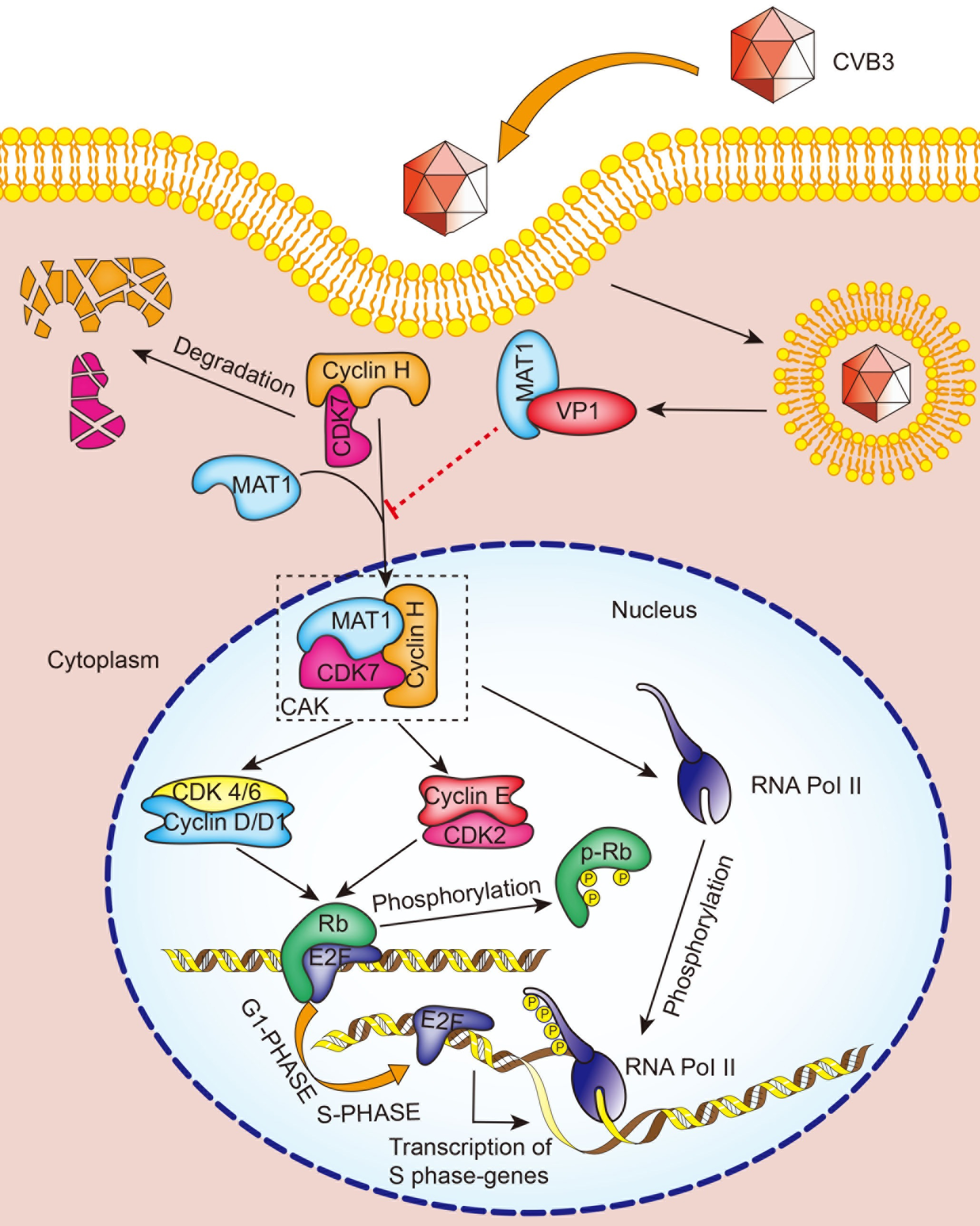 黄孝天南昌大学,南昌大学黄孝天