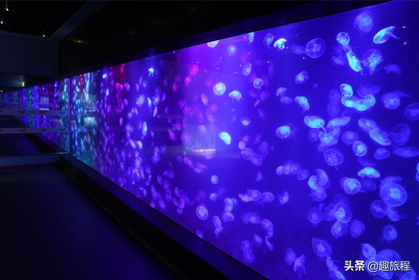 开年特惠仅需89.9元，畅游小梅沙海洋世界门票，,快抢啊!