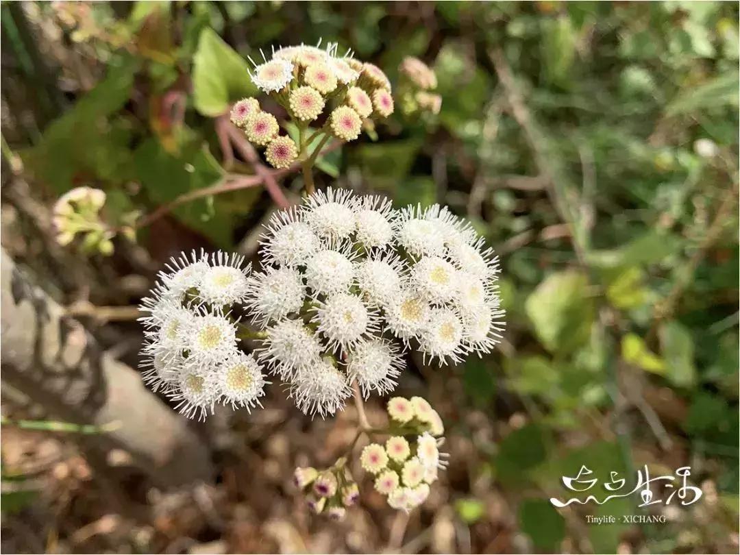 西昌春天一定不能错过的美景,不来黄山你永远不知道有多美