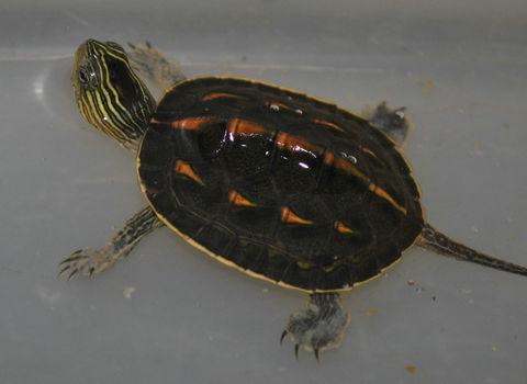 家养乌龟要水深多少,家养乌龟可以活多久