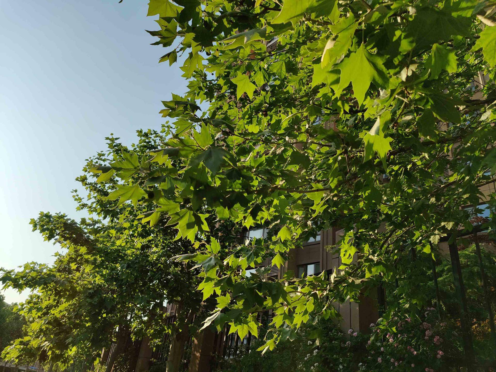 oneplus8pro2024还值得买吗,oneplus8pro测评