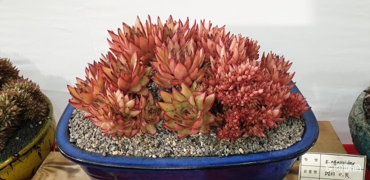 多肉欣赏桃美人,多肉植物欣赏