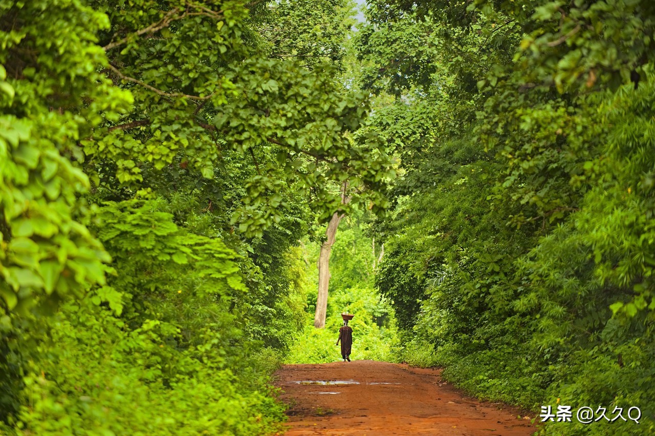原始森林户外取水方法,森林取水最佳方法