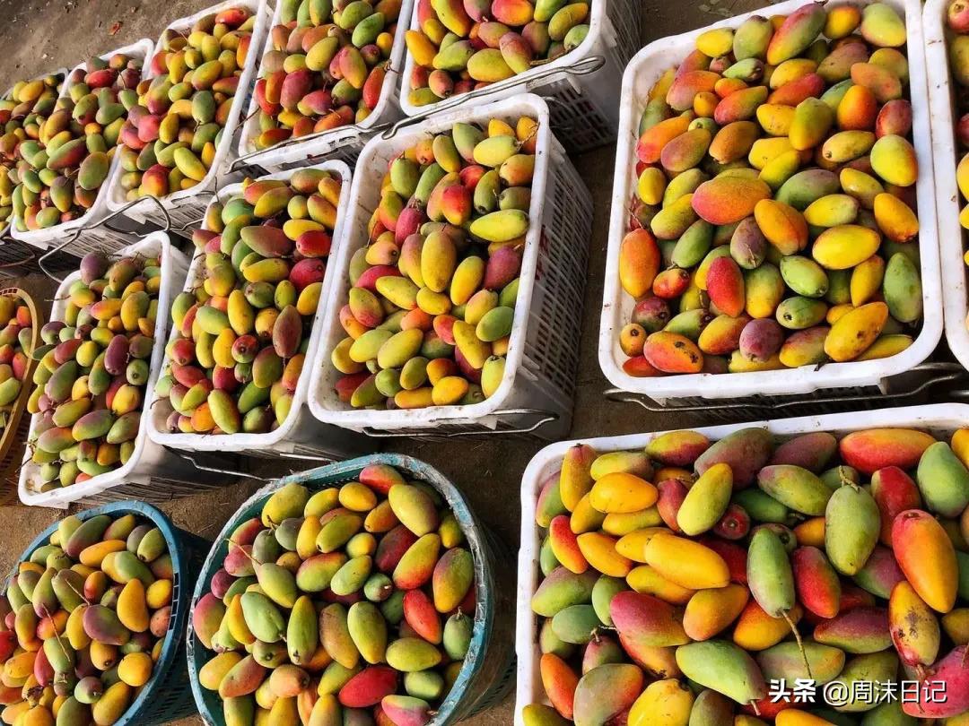 爆甜贵妃芒海南三亚,少吃点饭给榴莲留点空间