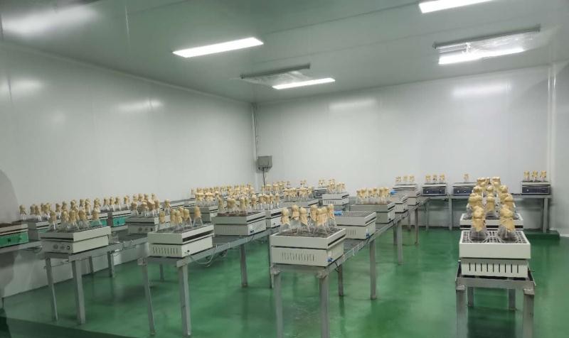 黑龙江鹤岗:政府鼎力相助“鼎尊生物”日产10万菌棒“不够卖”