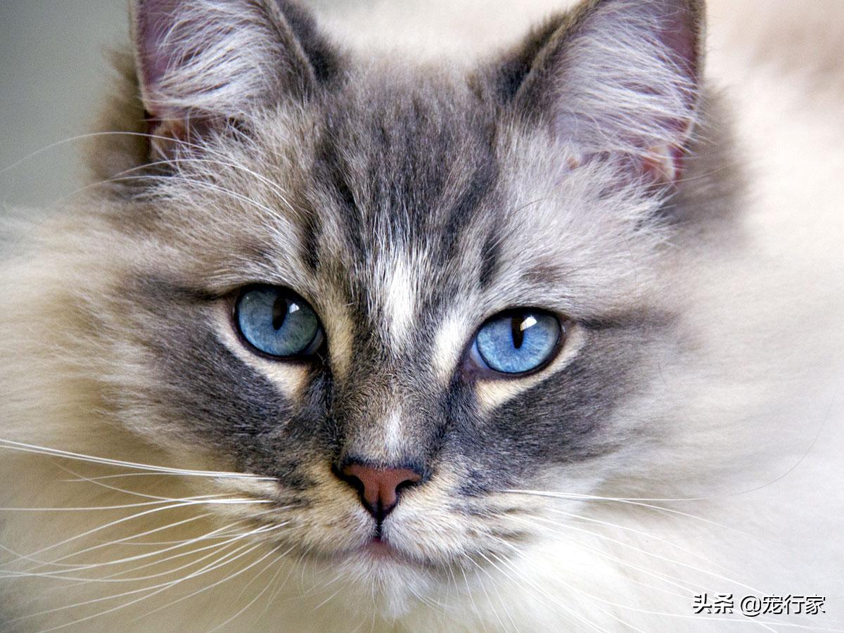 猫的眼睛里水汪汪,猫的眼睛到底长什么样