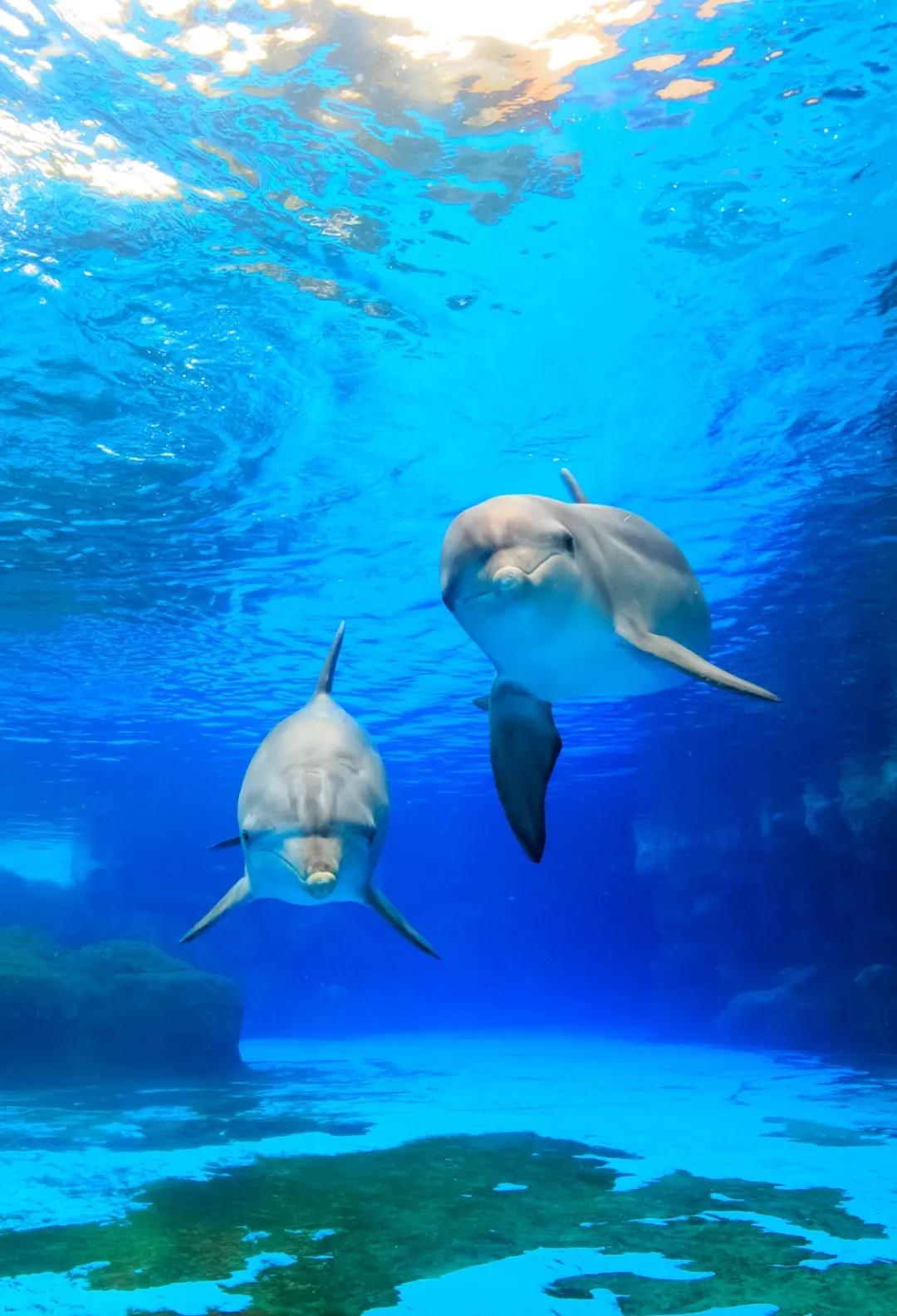 来一场说走就走的旅行珠海长隆,广东长隆及珠海长隆旅游攻略