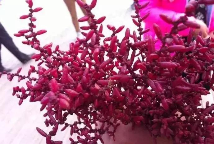 禁止携带入境的物品有什么,各国入境禁止携带物品清单