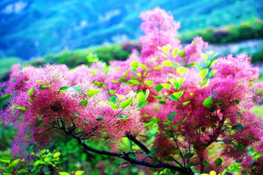 黄栌根腐病,黄栌枯萎病