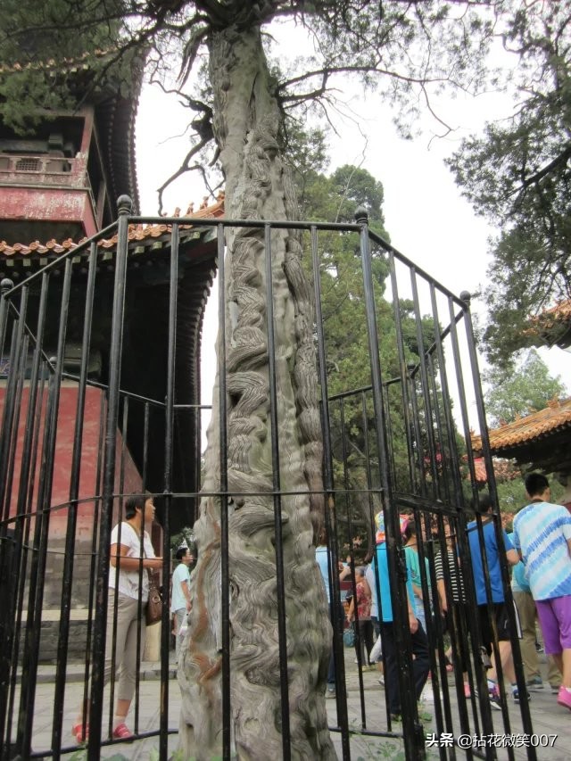 三孔孔府孔庙孔林一日游,孔府与孔庙孔林并称三孔