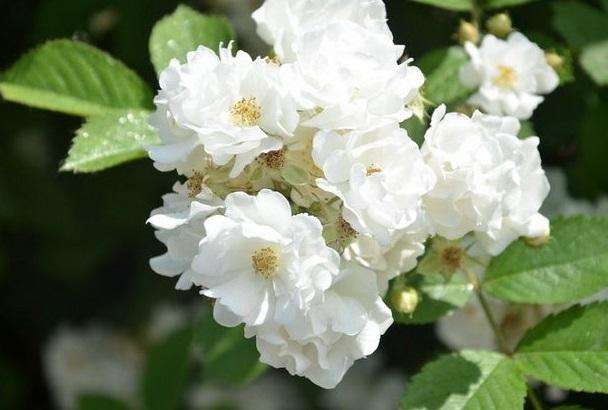 它开在暮春,被誉为十大悲花之首,曾在红楼梦里被麝月抽中