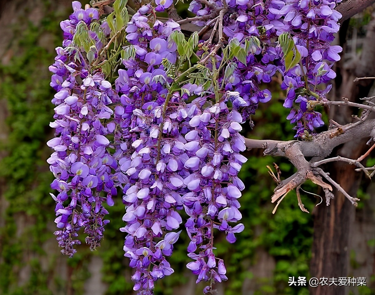 盆栽15厘米深能种什么爬藤花期长,适合南方养的一年开花的爬藤
