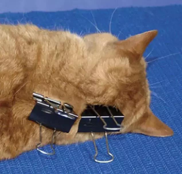 怎样催眠小猫咪,如何催眠一只小猫咪