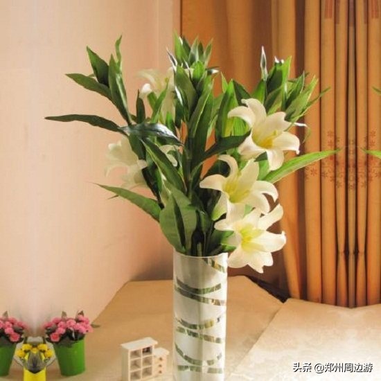 十种最旺客厅的花冬季,春节喜庆花卉有哪些