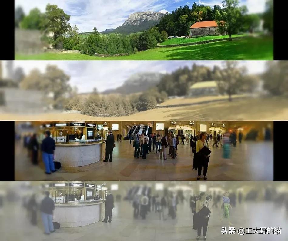 猫是不是远视,猫的眼睛为什么能夜视