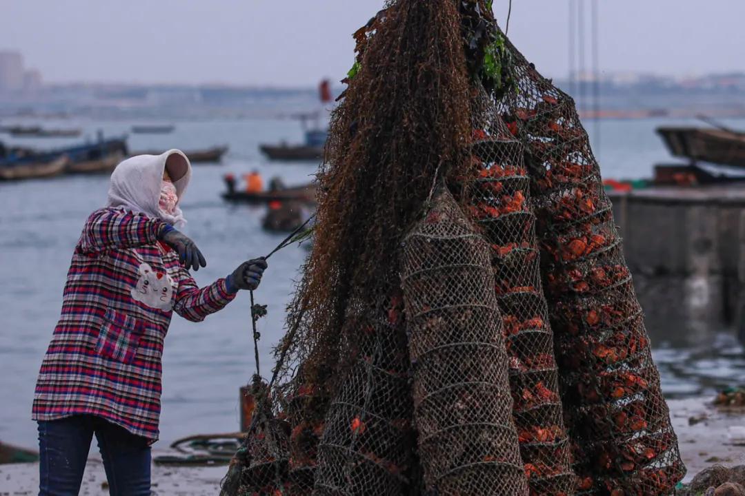 秋冬种植忙播种来年新希望,荣成扇贝分苗视频