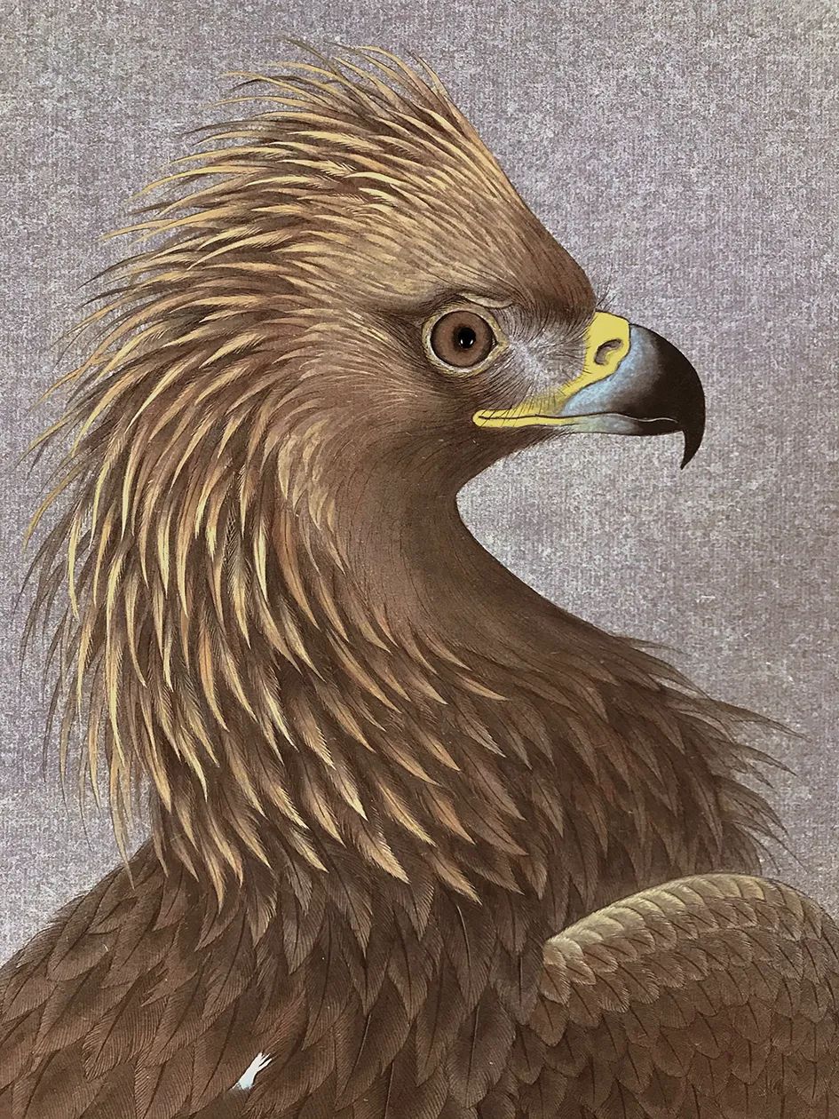 他画的鹰，严谨工致，萧疏威严