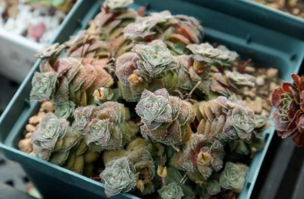 多肉叶子变软了蔫蔫的怎么救活,多肉叶子发软打蔫儿怎么处理