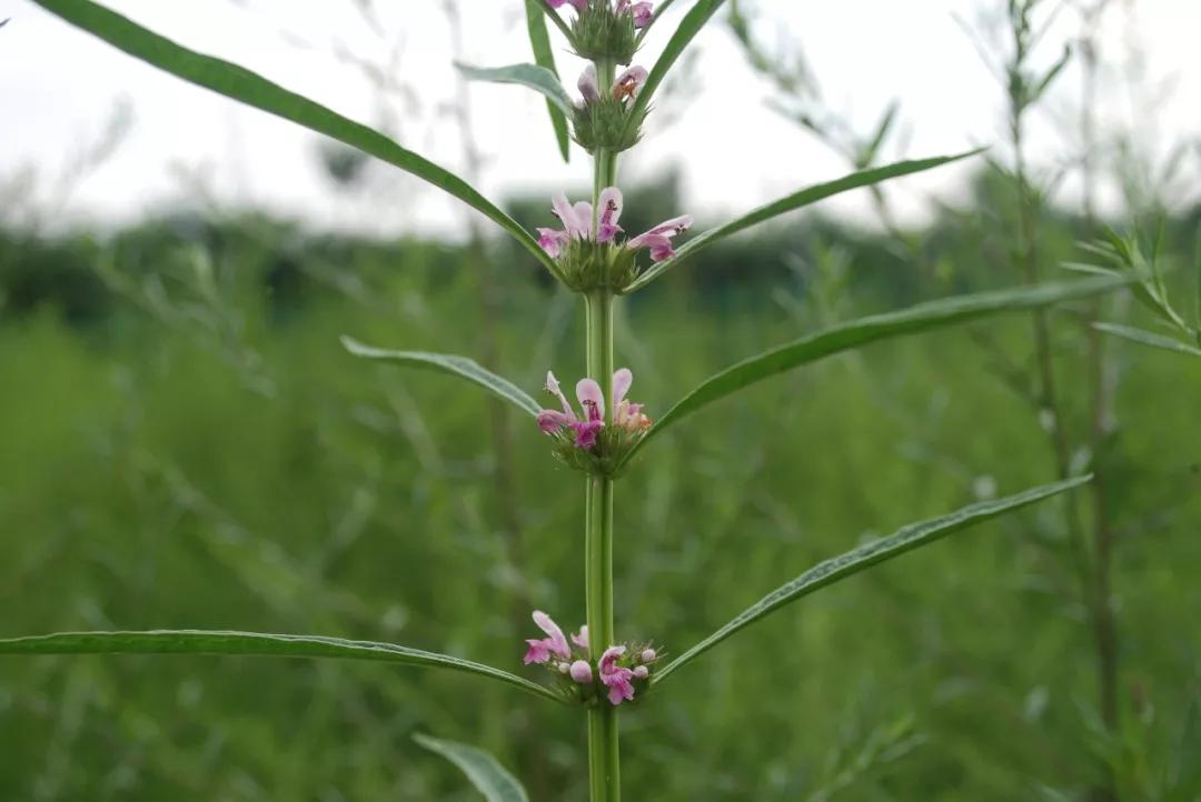 冬天常见中药植物图片及功效,花期长的草本植物图片