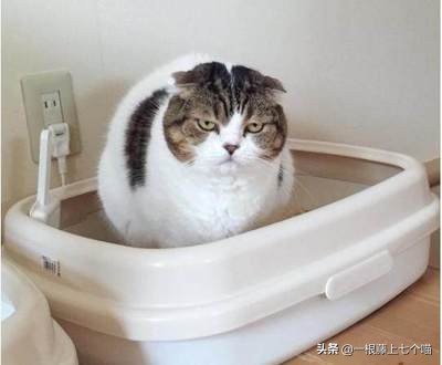 猫咪晕车怎么办，6大妙招轻松搞定，猫咪：舒服了