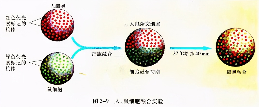 科学家对细胞膜成分的探索历程,细胞膜的相关科学史