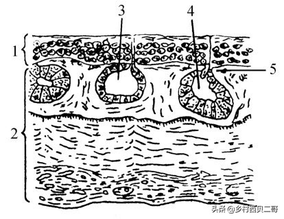 农业部对人工养殖牛蛙的最新规定,养殖牛蛙跟公司合作模式