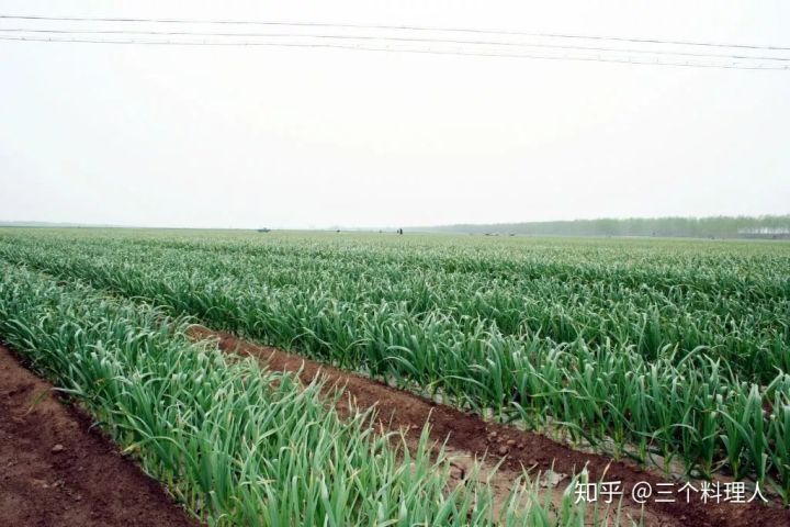 灞变笢鐨勮敩鑿滅粰鍝噷渚涚粰,灞变笢鐨勮敩鑿滈兘渚涘摢閲屼簡