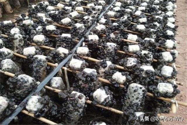 木耳栽培技术,木耳栽培技术视频