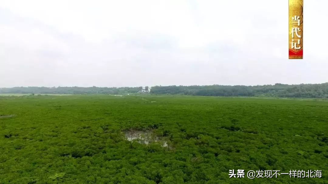 广西合浦是怎么样的?央视是这样全方位介绍这美丽的珠乡的