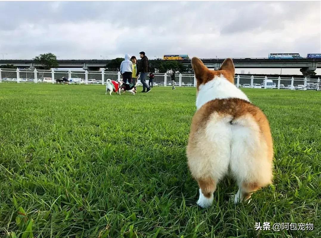2019柯基国家展,首届柯基