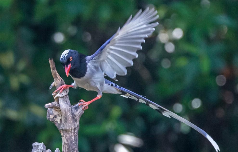 东江揽胜,惠州淡水常见鸟类图谱