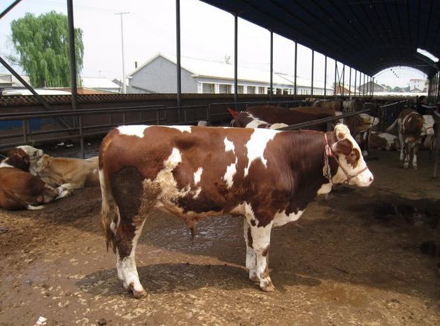 牛得了瘤胃积食一般治愈得几天,牛瘤胃积食症状及治疗