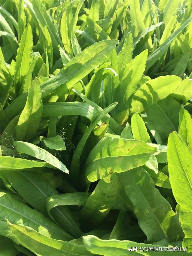 夏天最美的草原大环线,一次看尽万般风景-张北中都草原祈福人家