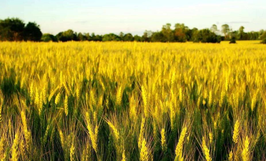 风吹麦浪诗词七绝,风吹麦浪诗词原创