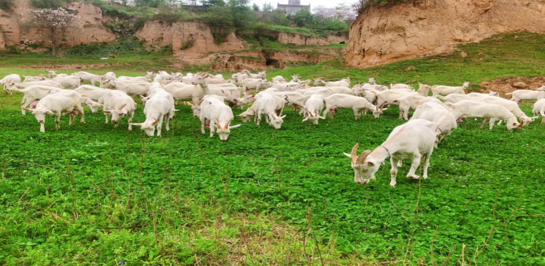 百跃羊乳简介,百跃羊乳再推新品