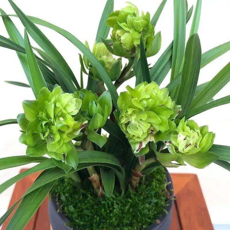 耐寒又好养的香水花,家里可以养法国香水花