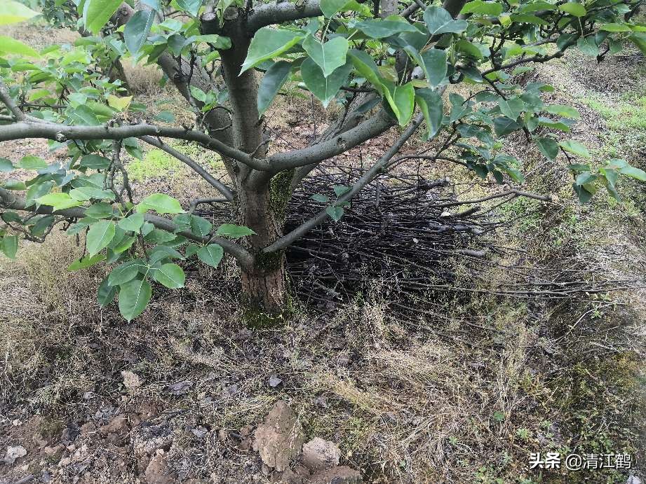 树干有轮纹病打什么药,轮纹病锈病