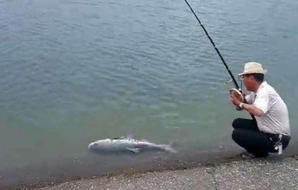 每天百斤鱼获的秘密，牵扯出锚鱼者极力隐藏的“血腥杀戮”