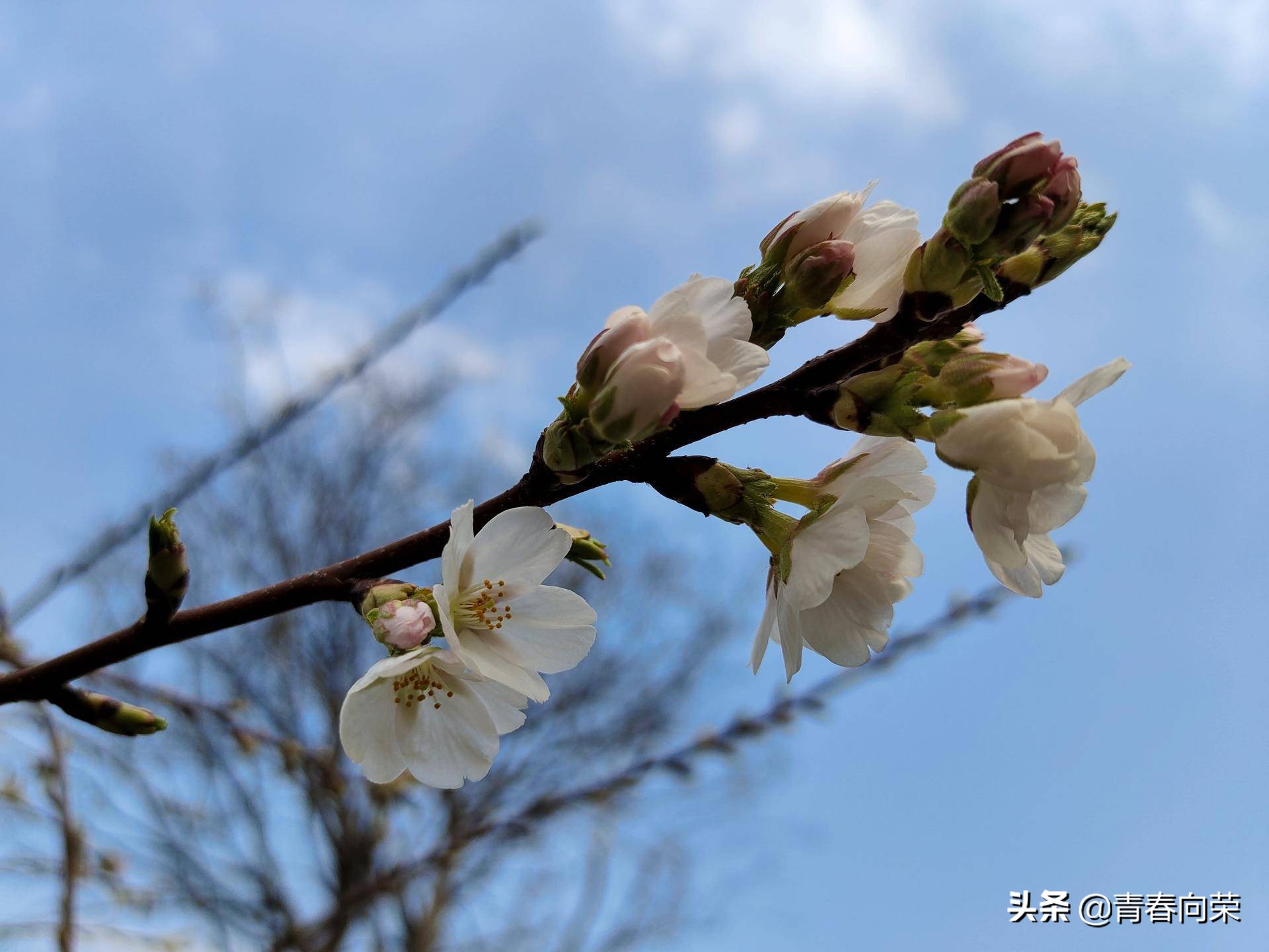 vivonex3s详细评测,性能升级之作vivonex3s上手体验