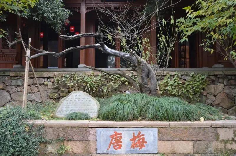 白铜梅花,紫铜梅花