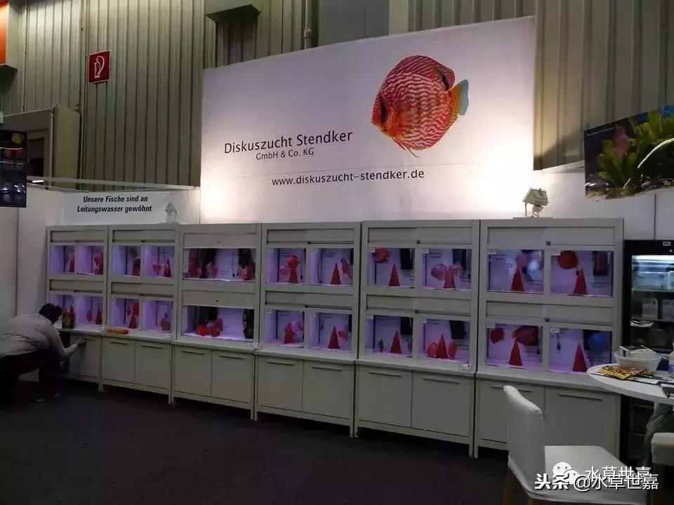 七彩神仙鱼水族箱布景,七彩神仙鱼苗繁殖技术