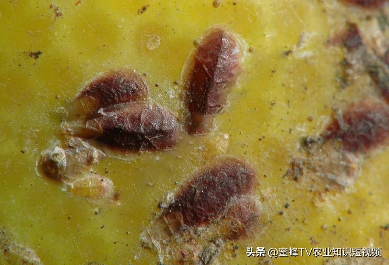 柑橘矢尖蚧的防治方法,矢尖蚧怎么除