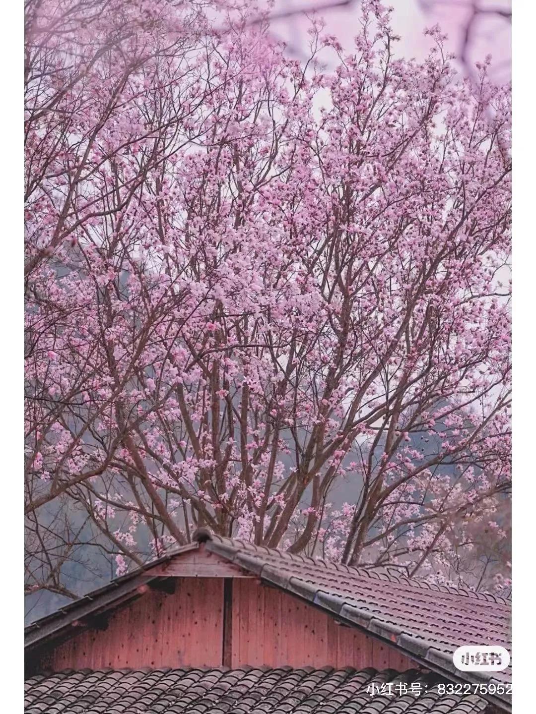 李子柒家乡成旅游景点,李子柒乡愁