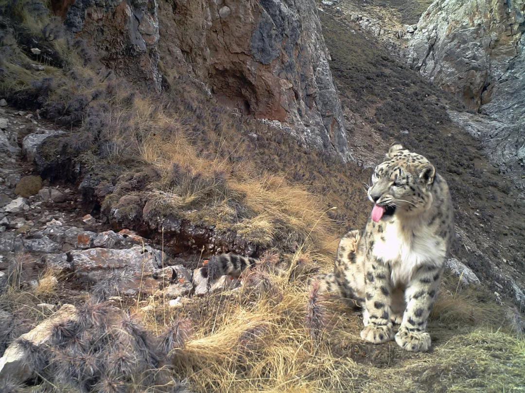 可可西里救援视频,可可西里生死救援