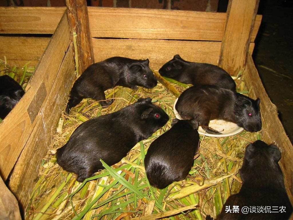 一个月繁殖一次的宠物,一个月生一窝的兔子