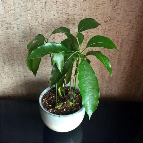 盆栽种植各种水果方法,哪几种水果种子可以自己盆栽