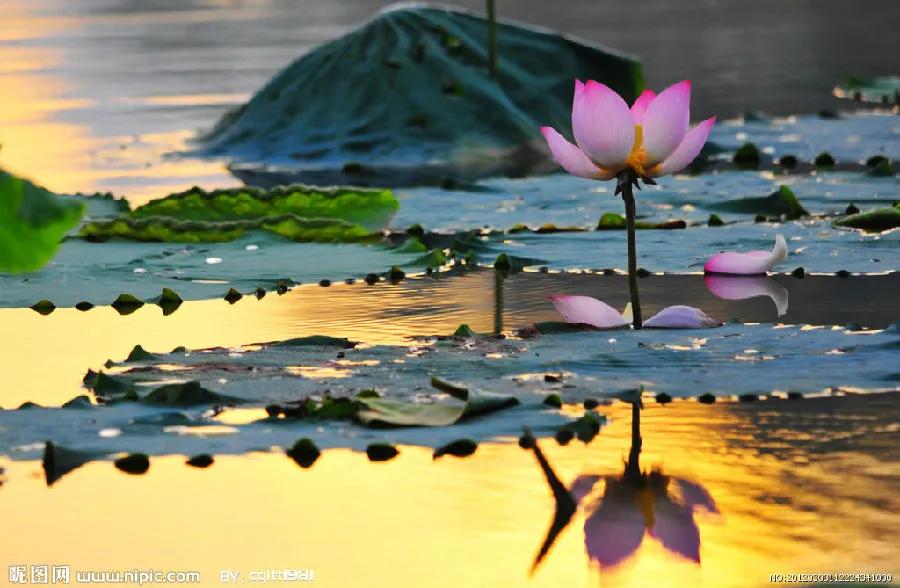 佛系最唯美的荷花图片,清新淡雅的荷花图片大全
