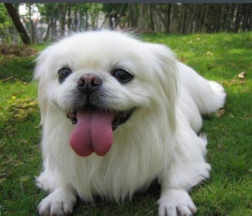 有哪些非常护家的宠物犬,十大最可爱的陪伴犬